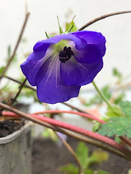 Trädgårdsnävan Rozanne är en livskraftig perenn som blommar från midsommar till sent in på hösten med blålila blommor. Hon blir en fin kompis till rosen Bonica.