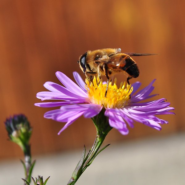 Ett bi sitter på en lila blomma